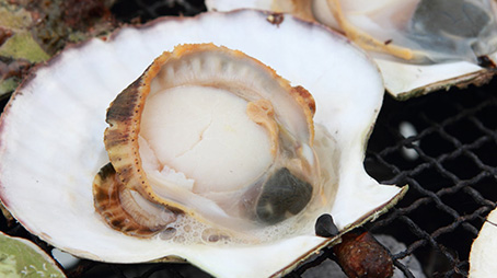 豊饒なる三陸の海がたゆたう、恋し浜ホタテが紡ぐ奇跡の味